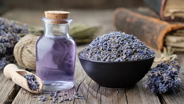 تصویر 1 از قیمت اسانس گیاه اسطوخودوس + خرید باور نکردنی